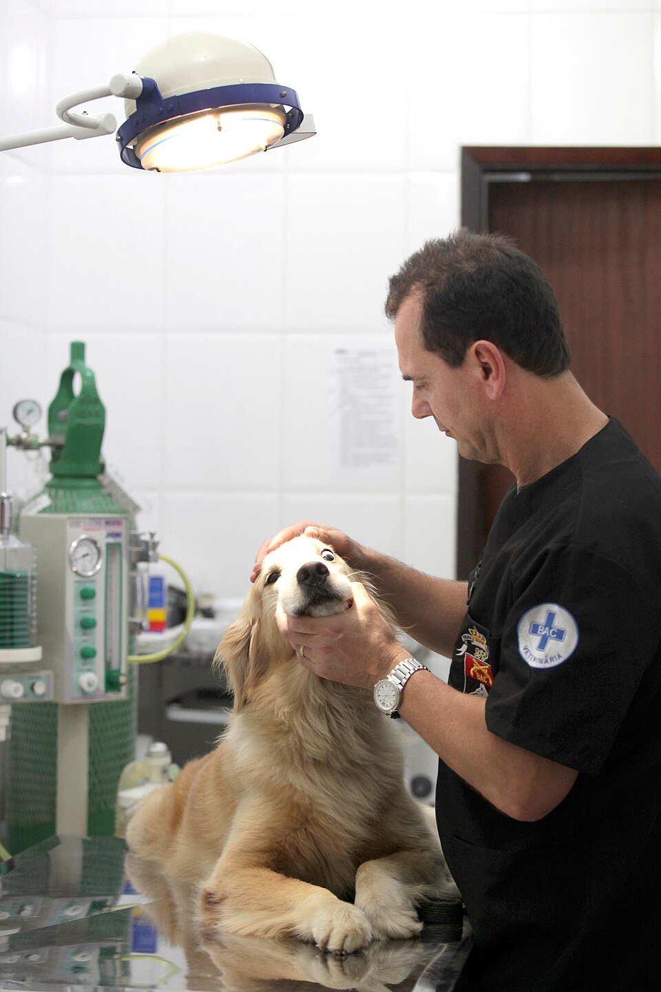 Psiquiatra para pets: entenda quando o comportamento do seu cão exige ajuda médica e como tratar ansiedade e depressão no bem-estar animal.