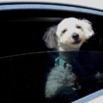 Viagem de carro com cães: garanta segurança e conforto. Dicas de transporte, legislação e os melhores acessórios para o seu pet em 2026.