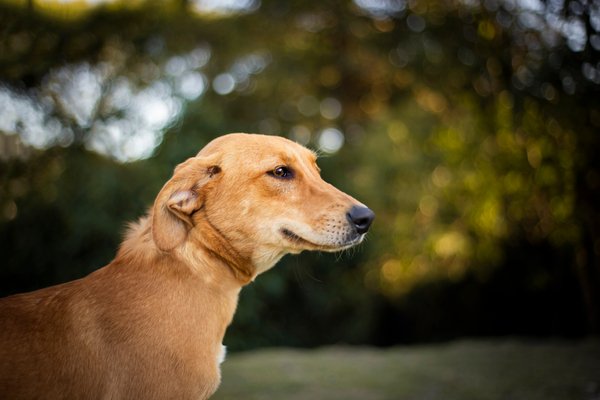 O Vira-lata Caramelo agora é lei! Entenda como o reconhecimento como símbolo cultural em SP fortalece a proteção e a adoção de cães SRD.