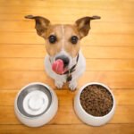 Acordo UE-Mercosul pode baratear rações importadas. Entenda o impacto nos preços, qualidade e nutrição para cães e gatos no Brasil em 2026.
