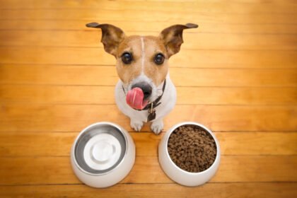 Acordo UE-Mercosul pode baratear rações importadas. Entenda o impacto nos preços, qualidade e nutrição para cães e gatos no Brasil em 2026.