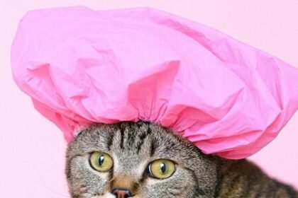 Descubra se gatos realmente precisam de banho. Analisamos a fisiologia da língua felina, o estresse do banho e quando a limpeza é necessária.