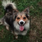 Cães ajudam na saúde emocional de mães no pós-parto. Entenda como o suporte emocional canino combate a depressão pós-parto e ansiedade.