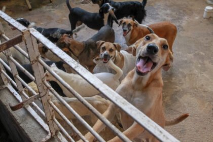 Conheça as inovações em controle reprodutivo para cães e gatos. Saúde, longevidade e alternativas modernas para o seu pet em 2026.