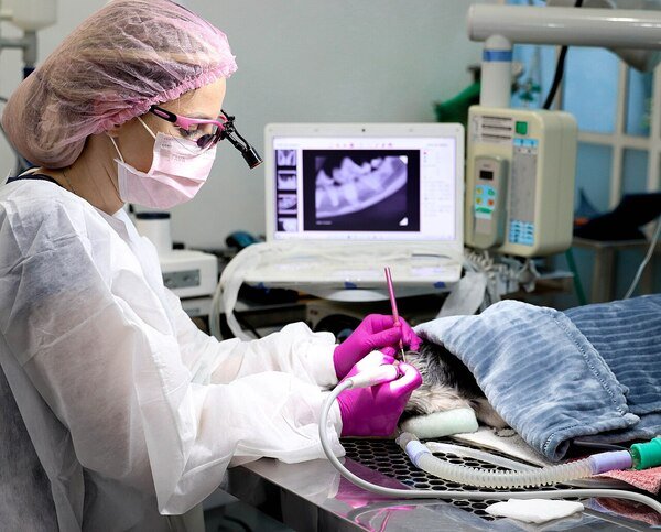 Discover the new protocols for surgical antibiotic therapy presented at VMX 2026. Avoid resistance and protect your pet during surgery.