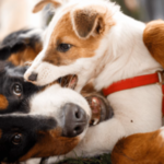 Entenda por que os cães ficam agressivos. Estudo da USP analisa comportamento, ambiente e genética. Saiba como lidar com seu pet com amor.