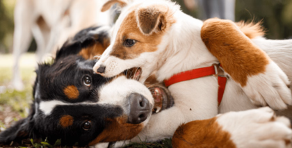 Entenda por que os cães ficam agressivos. Estudo da USP analisa comportamento, ambiente e genética. Saiba como lidar com seu pet com amor.