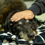 Saiba identificar sinais de dor crônica em cães e gatos. Entenda tratamentos como laserterapia, fisioterapia e cuidados paliativos em 2026.