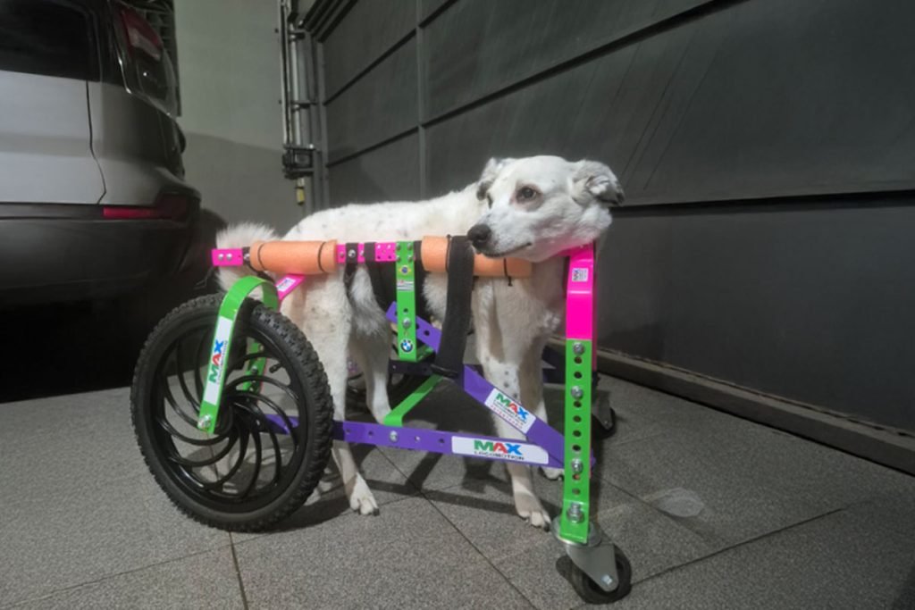 Duda em recuperação integrativa