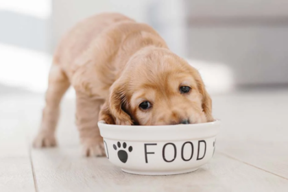 Saiba como as novas regras para embalagens de pet food impactam a saúde animal, sustentabilidade e a segurança da ração do seu cão ou gato.