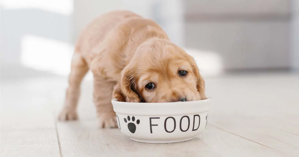 Saiba como as novas regras para embalagens de pet food impactam a saúde animal, sustentabilidade e a segurança da ração do seu cão ou gato.