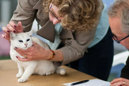 Mercado pet 2026: Entenda por que a especialização veterinária eleva o custo e a qualidade do cuidado para cães e gatos de classe média.