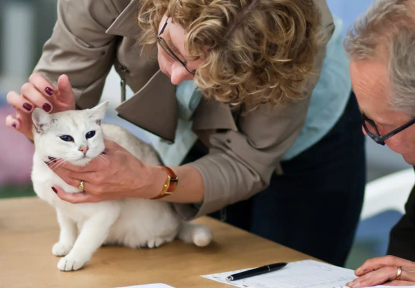 Mercado pet 2026: Entenda por que a especialização veterinária eleva o custo e a qualidade do cuidado para cães e gatos de classe média.