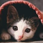 Understand pet storm anxiety. We analyze sound sensitivity, barometric pressure shifts, and clinical solutions for dogs and cats in 2026.