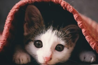 Understand pet storm anxiety. We analyze sound sensitivity, barometric pressure shifts, and clinical solutions for dogs and cats in 2026.