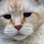 Understand the metabolic changes in senior cats. We analyze kidney health, joint pain, and specialized nutrition for felines over age seven.