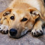 Entenda como o cadastro de cães comunitários fortalece a proteção animal. Saiba como cuidar, identificar e garantir a saúde desses pets em 2026.