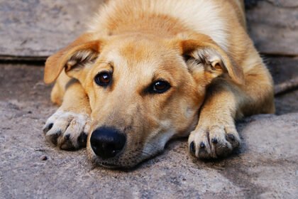 Entenda como o cadastro de cães comunitários fortalece a proteção animal. Saiba como cuidar, identificar e garantir a saúde desses pets em 2026.