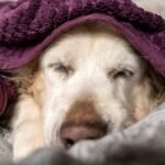 Entenda o Fevereiro Roxo e como proteger seu pet contra doenças crônicas como Alzheimer e Lúpus. Saúde e longevidade para cães e gatos.