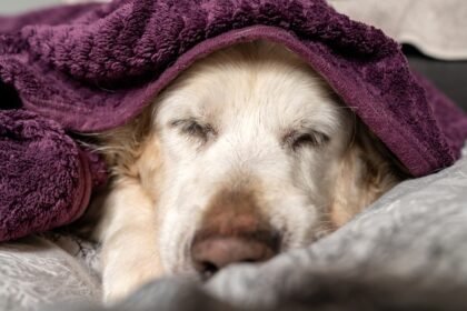 Entenda o Fevereiro Roxo e como proteger seu pet contra doenças crônicas como Alzheimer e Lúpus. Saúde e longevidade para cães e gatos.