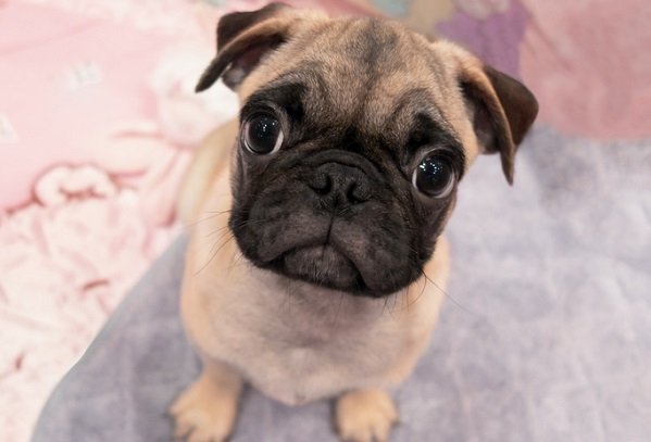 Entenda como proteger cães braquicefálicos do calor extremo. Dicas de fisiologia, segurança e bem-estar para pets de focinho curto em 2026.