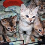 A lei de maus-tratos no Brasil é branda? Entenda por que agressores raramente ficam presos e como as leis de proteção animal mudam em 2026.