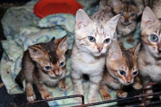 A lei de maus-tratos no Brasil é branda? Entenda por que agressores raramente ficam presos e como as leis de proteção animal mudam em 2026.