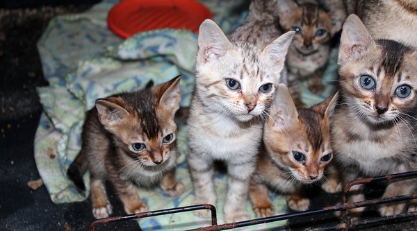 A lei de maus-tratos no Brasil é branda? Entenda por que agressores raramente ficam presos e como as leis de proteção animal mudam em 2026.