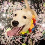 Vai viajar com seu pet? Saiba como garantir segurança, saúde e conforto no transporte aéreo e terrestre durante feriados prolongados em 2026.