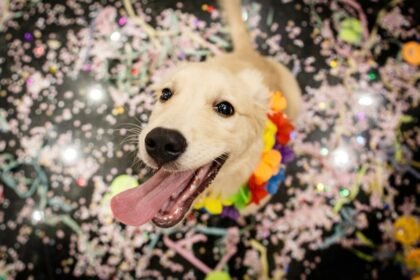 Vai viajar com seu pet? Saiba como garantir segurança, saúde e conforto no transporte aéreo e terrestre durante feriados prolongados em 2026.