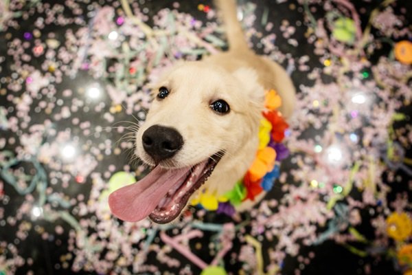 Vai viajar com seu pet? Saiba como garantir segurança, saúde e conforto no transporte aéreo e terrestre durante feriados prolongados em 2026.