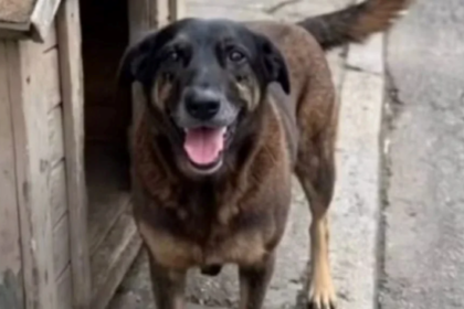 Caso Orelha: Entenda as falhas na justiça e como a impunidade afeta a proteção animal no Brasil. Saiba como denunciar e proteger seu pet.