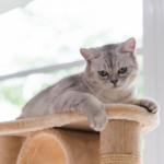 Entenda como o conceito Cat Friendly transforma a saúde do seu gato. Dicas de comportamento, ambiente e clínicas para o bem-estar felino 2026.