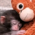 Entenda como o conforto tátil salva filhotes. Análise sobre o apego animal, saúde emocional e o uso de pelúcias no bem-estar de cães e gatos.