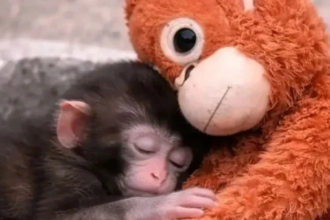 Entenda como o conforto tátil salva filhotes. Análise sobre o apego animal, saúde emocional e o uso de pelúcias no bem-estar de cães e gatos.