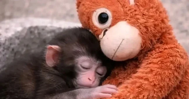 Entenda como o conforto tátil salva filhotes. Análise sobre o apego animal, saúde emocional e o uso de pelúcias no bem-estar de cães e gatos.