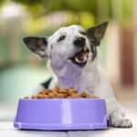 Entenda por que São Paulo lidera o consumo de suplementos premium para cães e como a nutrição avançada garante longevidade ao seu pet.