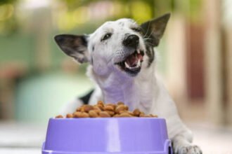 Entenda por que São Paulo lidera o consumo de suplementos premium para cães e como a nutrição avançada garante longevidade ao seu pet.