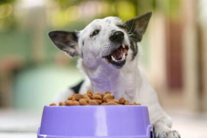 Entenda por que São Paulo lidera o consumo de suplementos premium para cães e como a nutrição avançada garante longevidade ao seu pet.