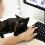 Mercado pet online fatura R$ 6 bilhões no Brasil! Saiba como as compras digitais estão mudando o cuidado com cães e gatos em 2026.