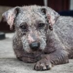 Sarna canina: saiba como identificar os sinais precoces, diferenciar os tipos de ácaros e garantir o tratamento eficaz para o seu pet agora.