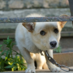 Denuncie maus-tratos! Saiba como a Lei Sansão protege seu pet e quais os sinais de violência animal. Proteja quem você ama agora em 2026.