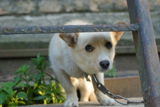 Denuncie maus-tratos! Saiba como a Lei Sansão protege seu pet e quais os sinais de violência animal. Proteja quem você ama agora em 2026.