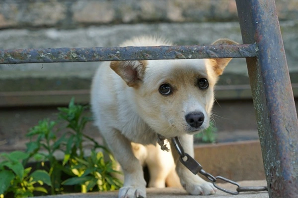 Denuncie maus-tratos! Saiba como a Lei Sansão protege seu pet e quais os sinais de violência animal. Proteja quem você ama agora em 2026.