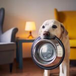 Chocolate é veneno para cães! Saiba como a teobromina ataca o coração do seu pet e os sinais de alerta para uma Páscoa segura em 2026.