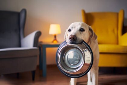 Chocolate é veneno para cães! Saiba como a teobromina ataca o coração do seu pet e os sinais de alerta para uma Páscoa segura em 2026.